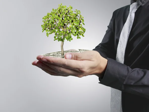 Mãos humanas segurando planta — Fotografia de Stock